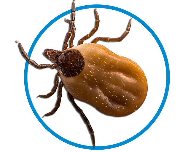 tick-pestcontrol-tulsa_oklahoma