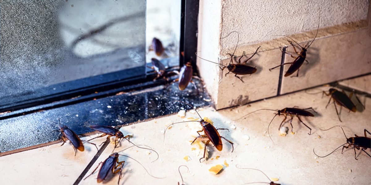 Top Household Pests - What You Need to Know - Pest Control