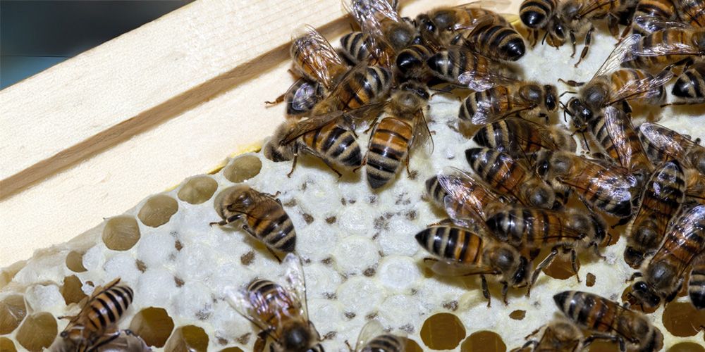 Minimize Pest Reproduction