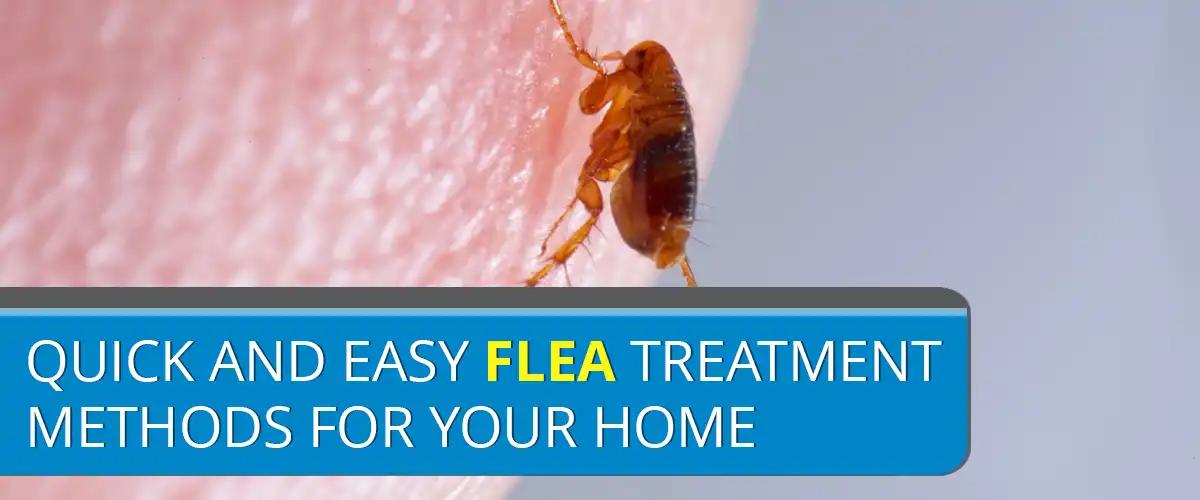 Quick and Easy Flea Treatment Methods for Your Home