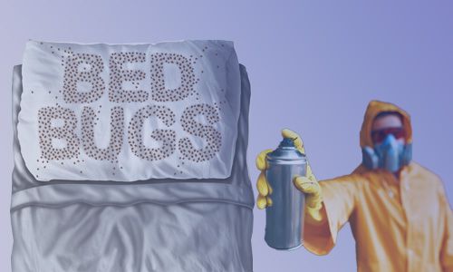 Pest-Control-The-Traditional-Method-for-Eliminating-Bed-Bugs-