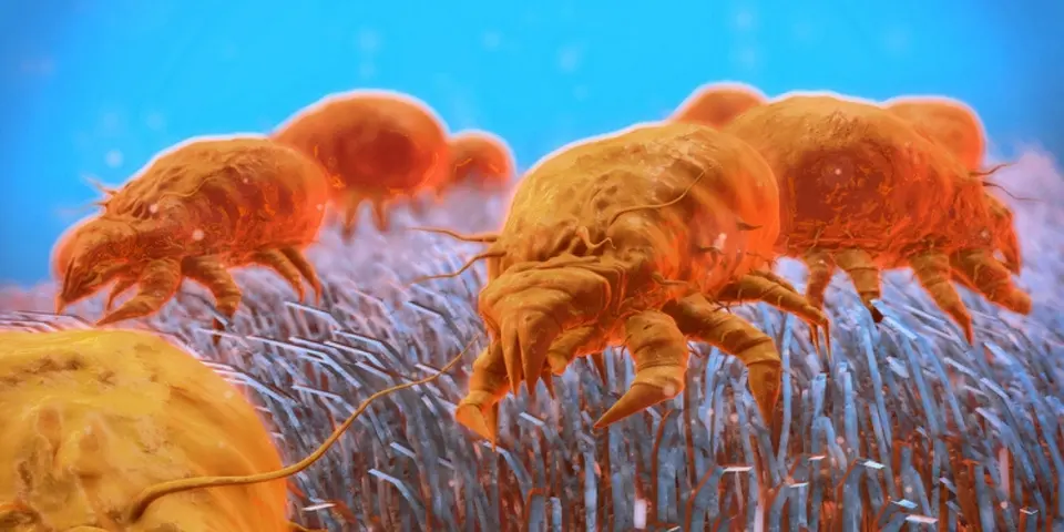 Understanding Mites and Their Impact