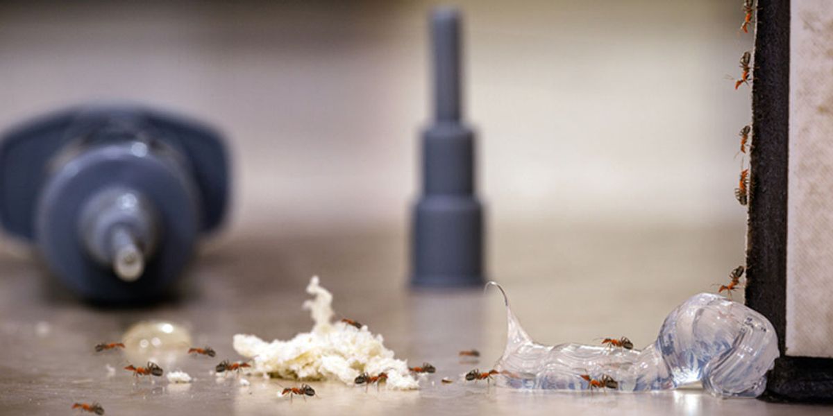 Choosing the Right Ant Control Services in Oklahoma