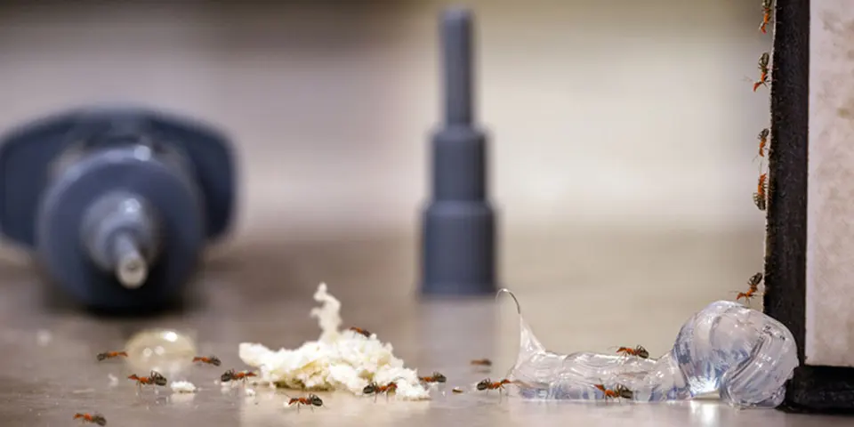 Choosing the Right Ant Control Services in Oklahoma