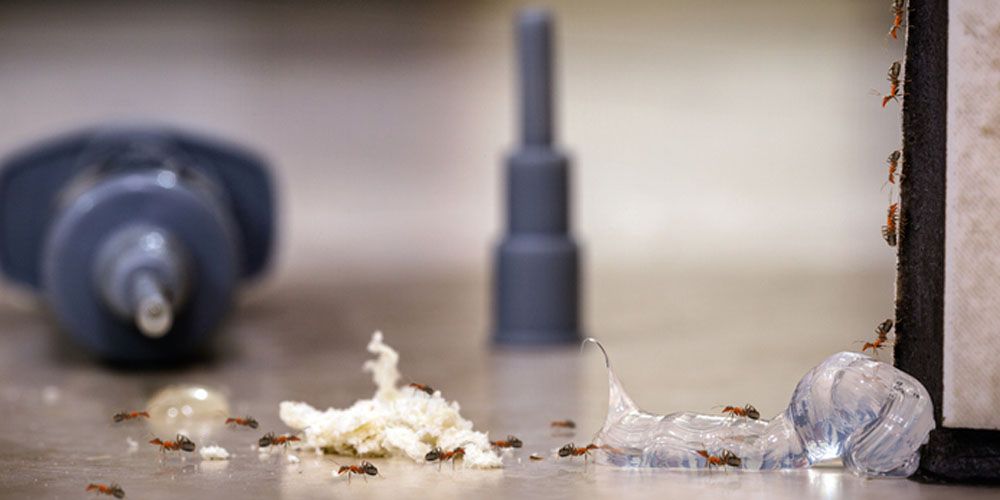 Choosing the Right Ant Control Services in Oklahoma