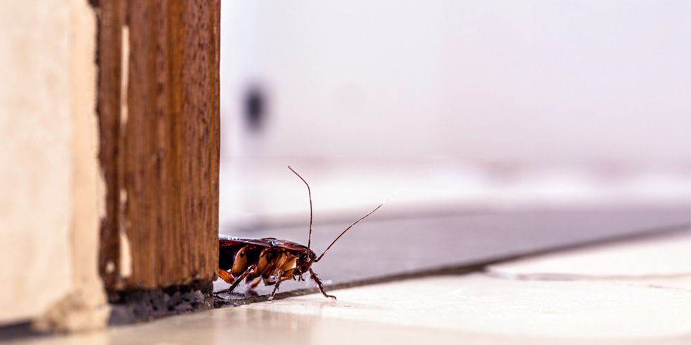 2. Where Do Big Roaches Hide in Homes?