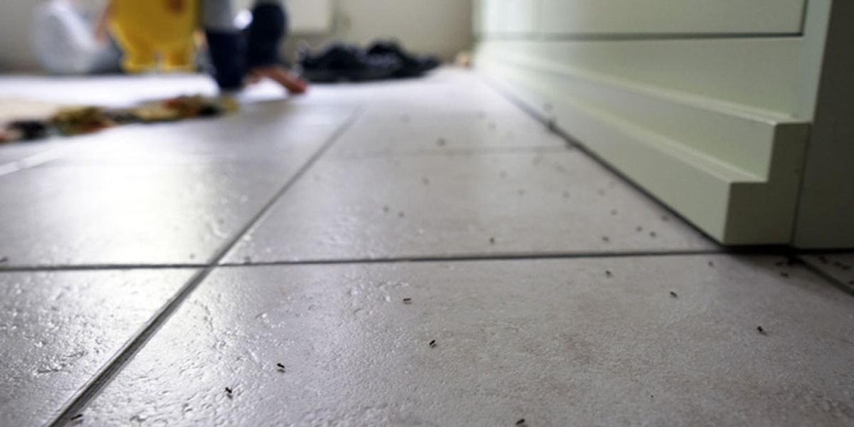 Solidifying Your Ant-Free Strategy