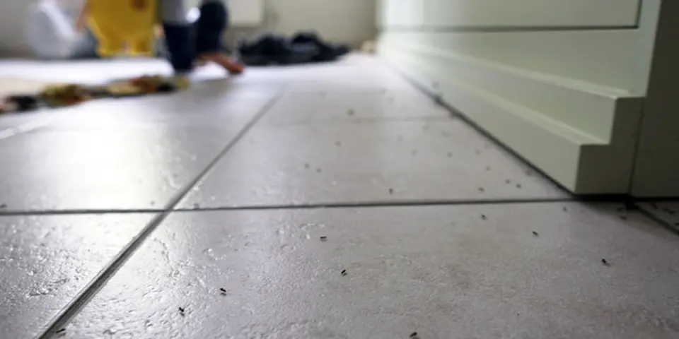 Solidifying Your Ant-Free Strategy