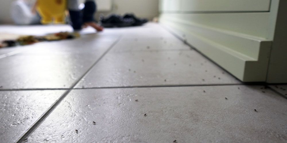 Solidifying Your Ant-Free Strategy