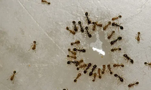 Argentine-Ants