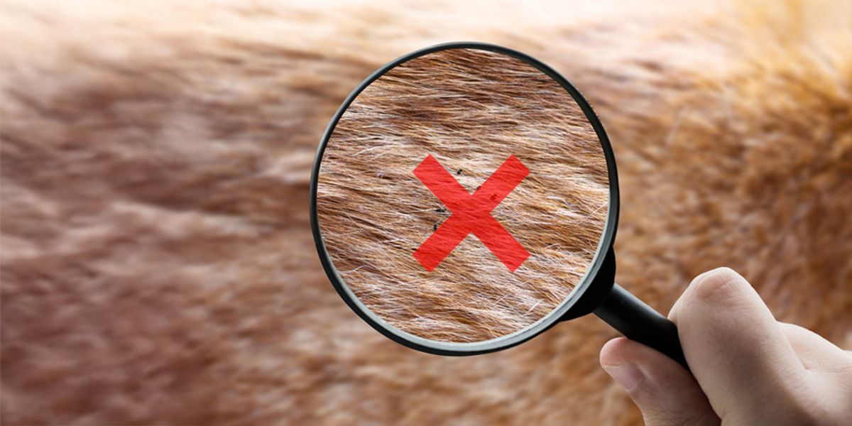 Ending the Flea Battle