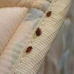 Bed Bugs Traveling
