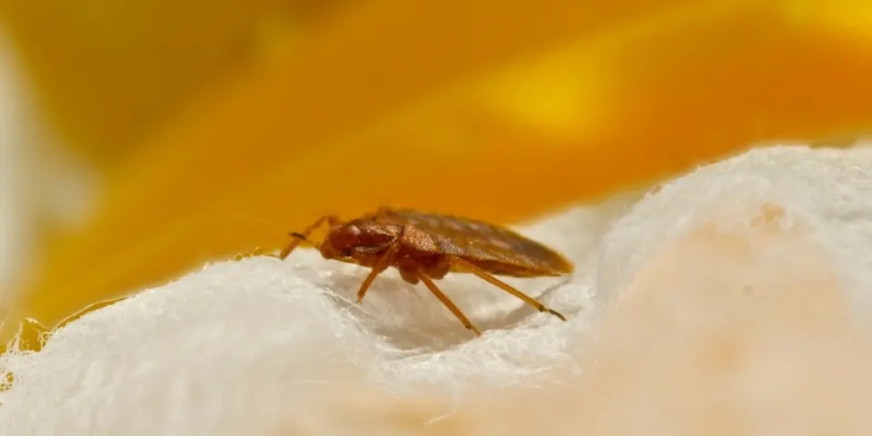 Why Spring is Prime Time for Bed Bugs