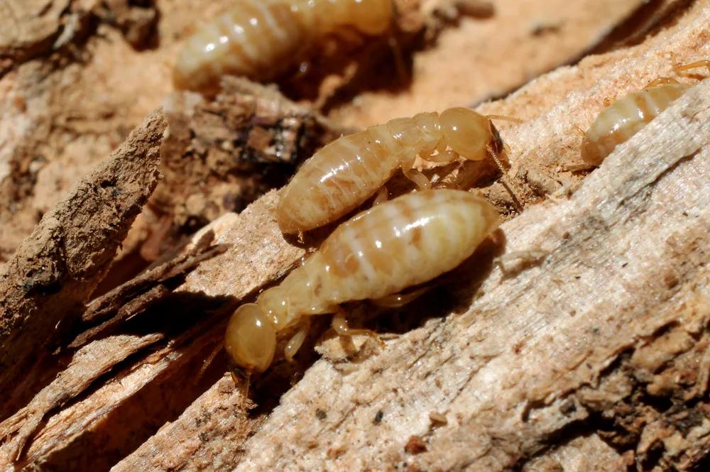 Termite Control