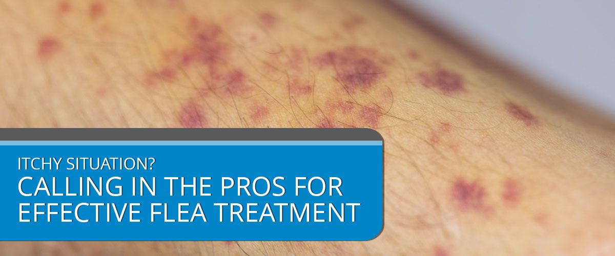 Itchy Situation? Calling in the Pros for Effective Flea Treatment