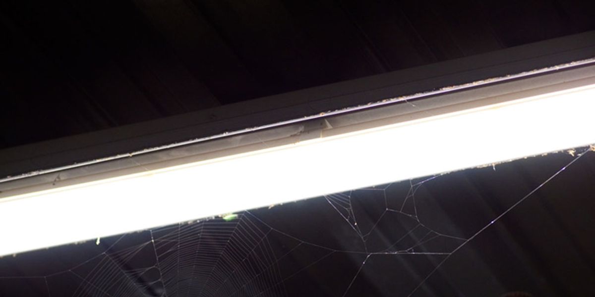 Signs of Serious Spider Infestation