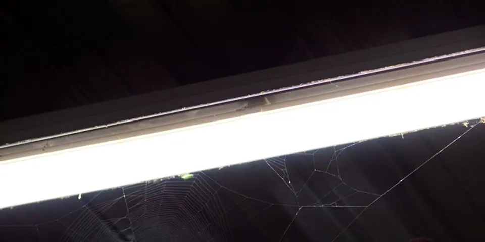 Signs of Serious Spider Infestation