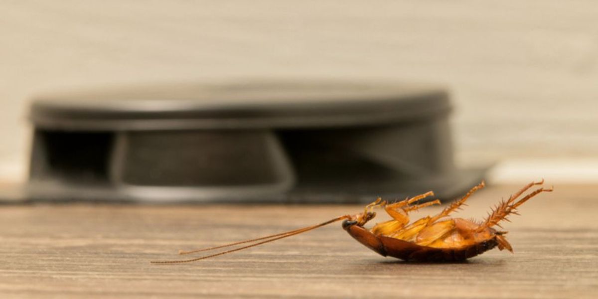 Your Pantry’s Last Line of Defense