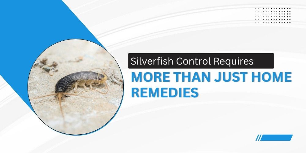 Don’t Judge Superior Pest Elimination by Just the Price Only