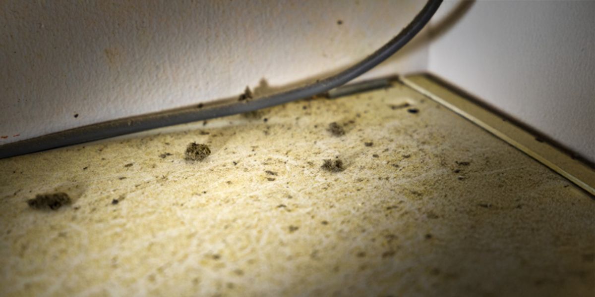 Fall- Preventing Moth Infestations Before Overwintering