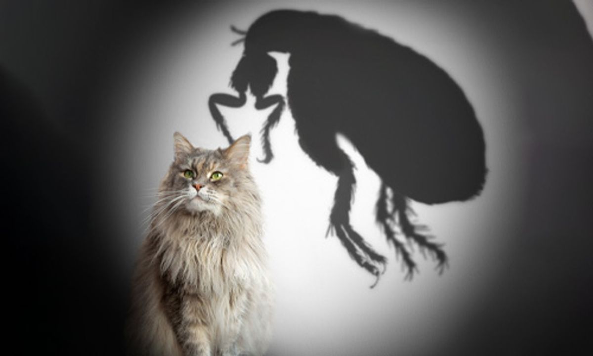 Identifying-a-Flea-Infestation