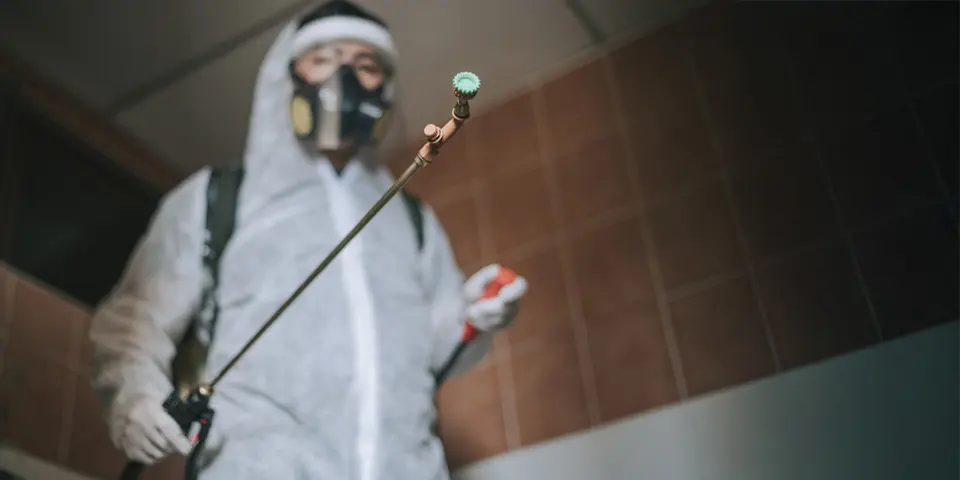 Benefits of Professional Moth Control Services