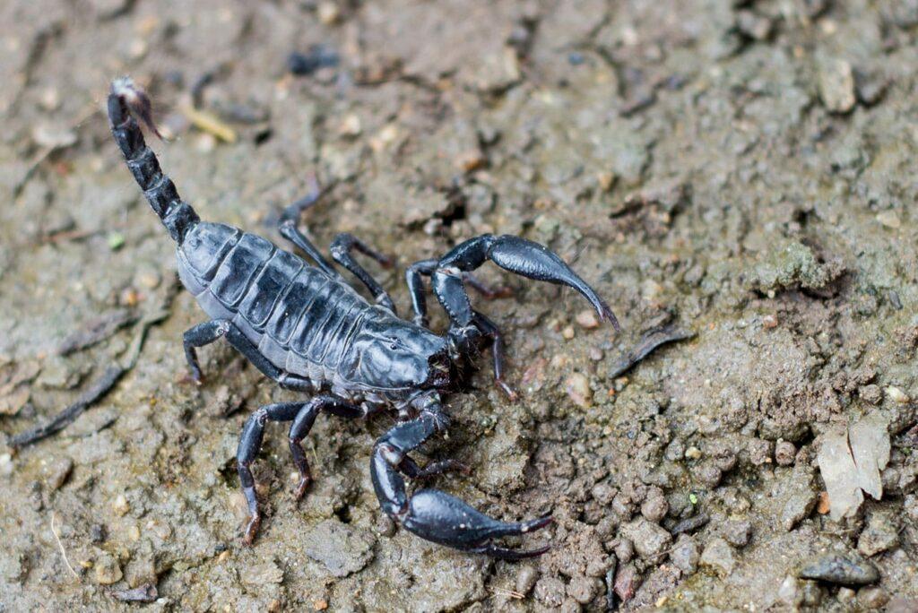 scorpion-in-tulsa