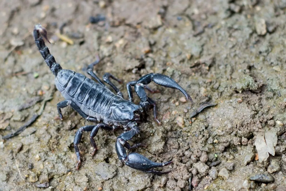 scorpion-in-tulsa