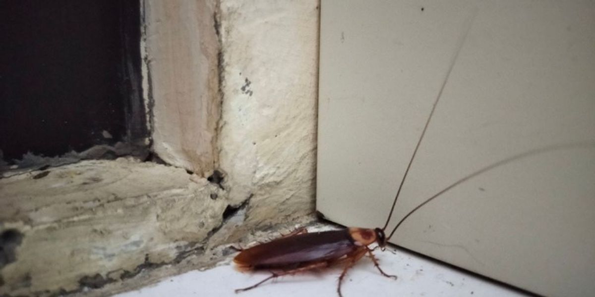 Mild Winters Let Roaches Multiply Year-Round