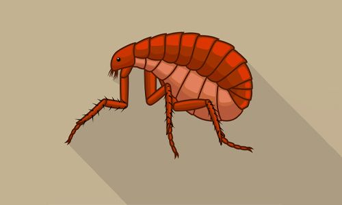 Flea-Control-Methods-