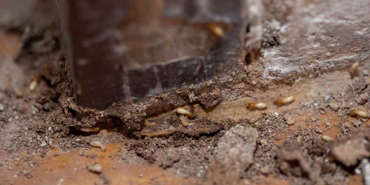 Understanding Termite Heat Treatment