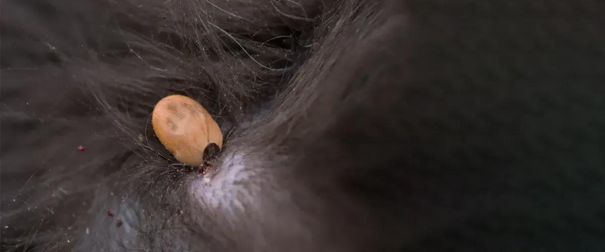 Alternative-Flea-Control-Options-to-Consider-