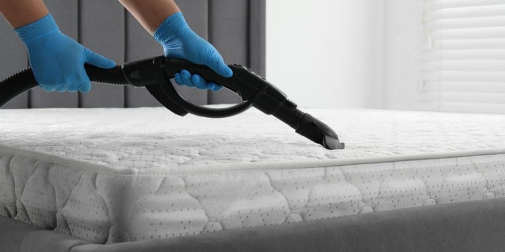 Effective Bed Bug Removal Strategies