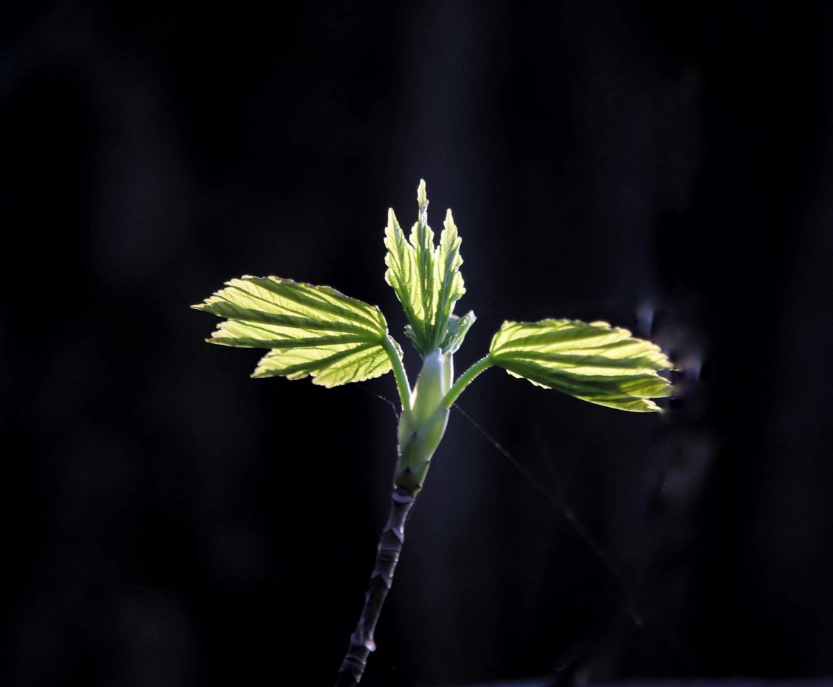 leaf flower blooming