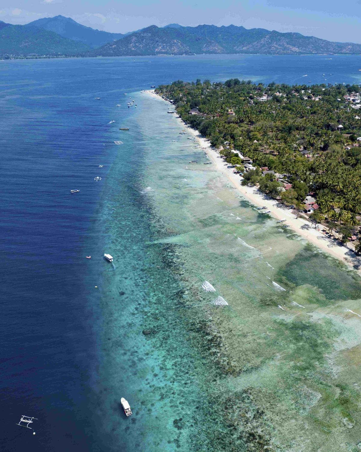 Coral Florita feature photo