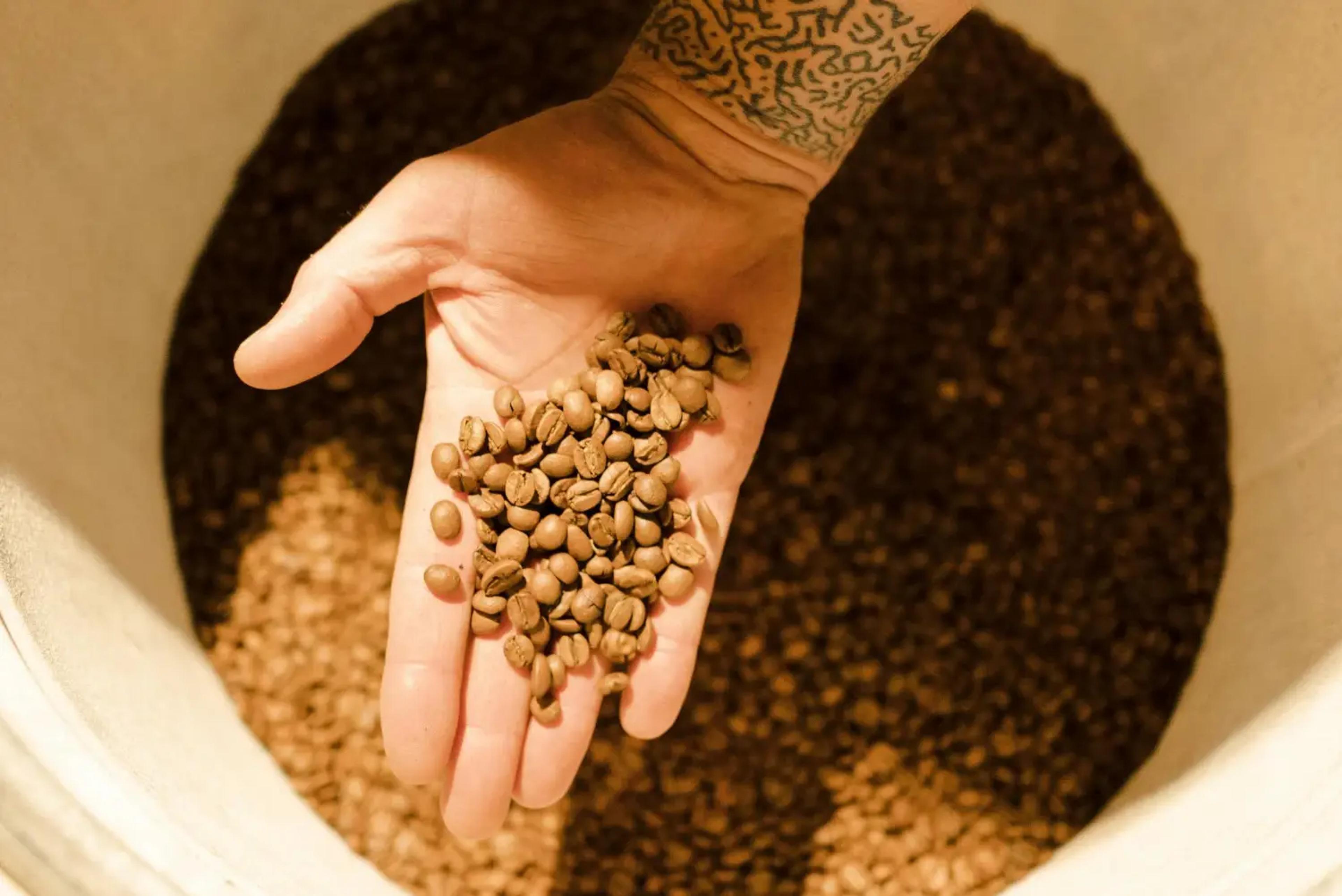 Starting an Organic Coffee Roastery: What to Consider