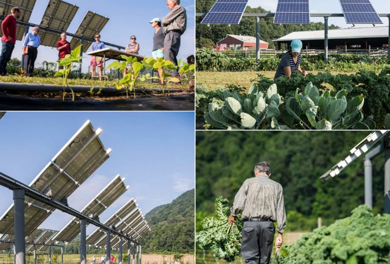 Cover Image for Solar & Farming: Harvesting Electricity and Veggies on the Same Land 