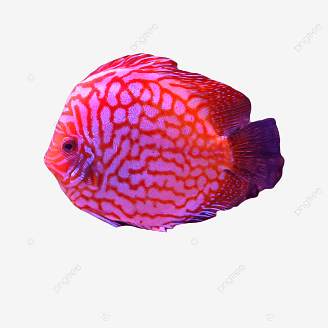 Изображение-image-34f292237a5d02a458bc840172aa016970c1e6bb-640x640-png