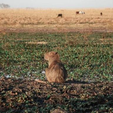 Изображение-image-3733c51a91d27638ca08d8c1ac7897d66e8449a7-640x425-jpg