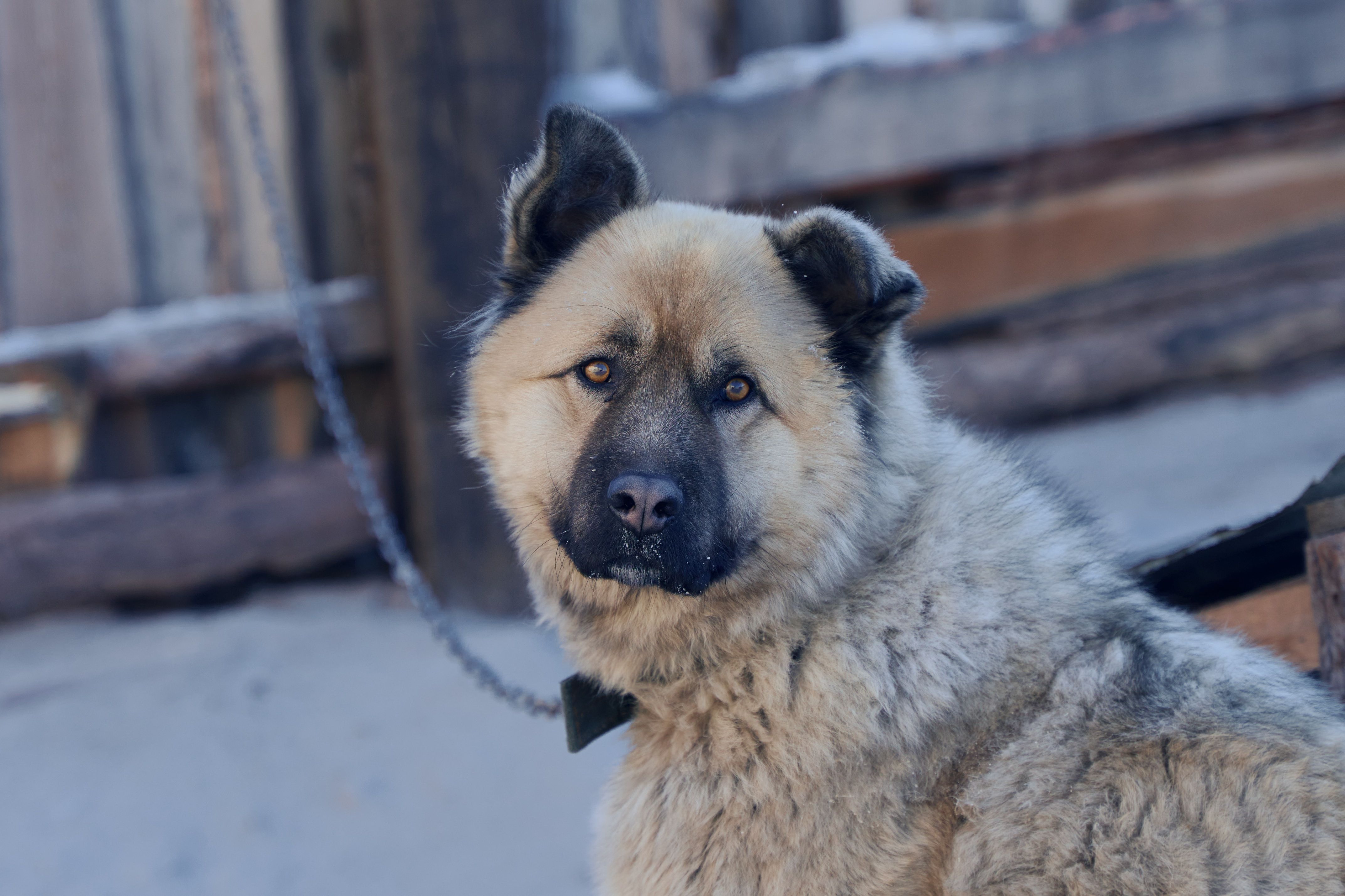 Изображение-image-973fb5b47e7f5e50e0c4d89557aa0da7dc911422-4289x2859-jpg