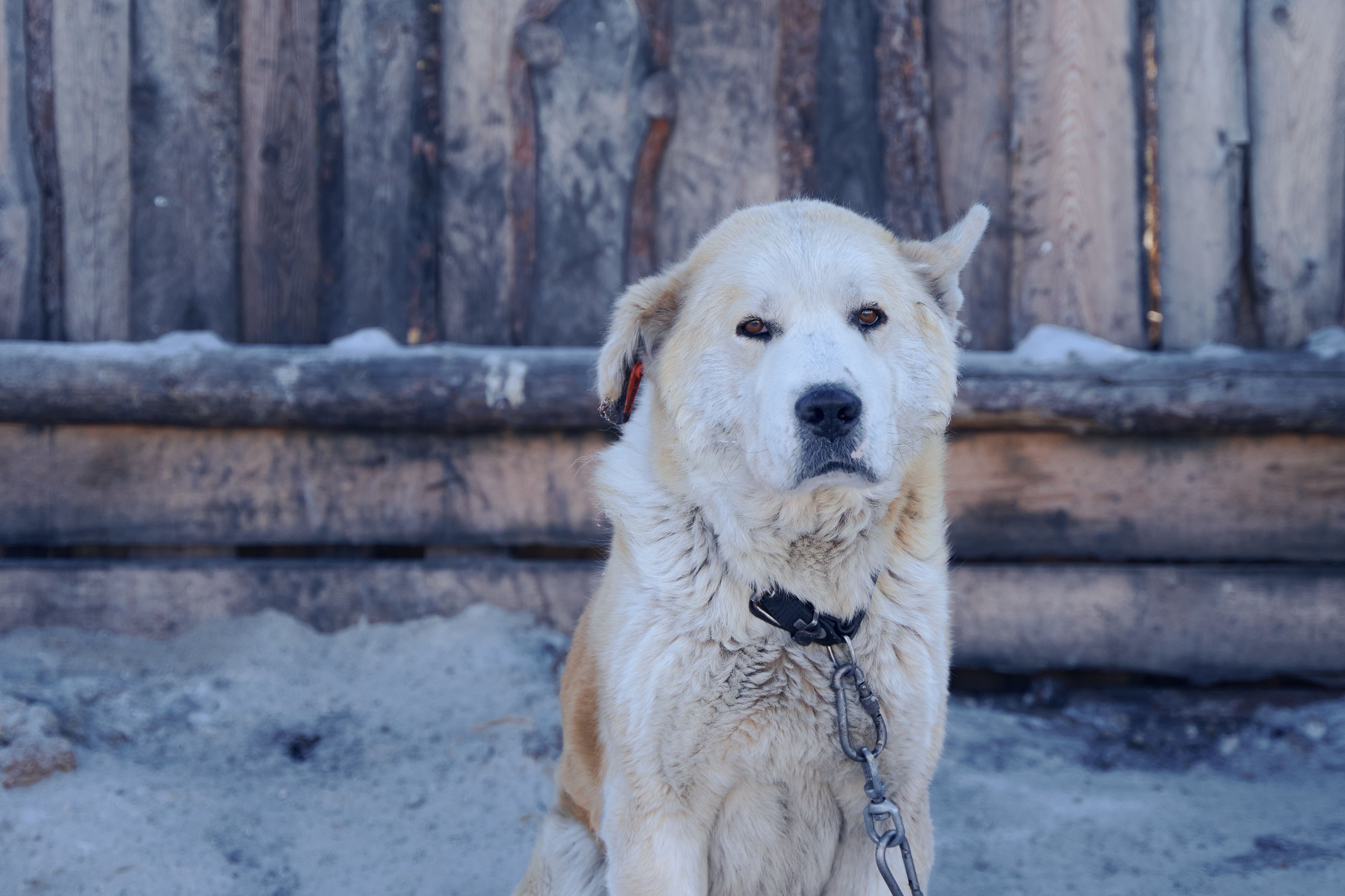 Изображение-image-a552955809c0e6a651019f5e6e1567ced6ff99da-4074x2716-jpg