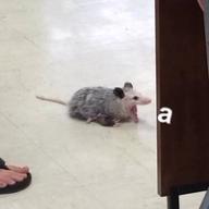 Изображение-image-b9448ab9248b205781dbc444991a864db60e1687-375x500-jpg