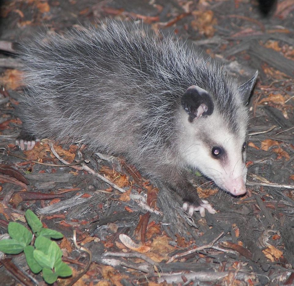 Изображение-image-c99e05eb28c5c6d6b8ecb593c69153fcc00f19c6-961x933-jpg