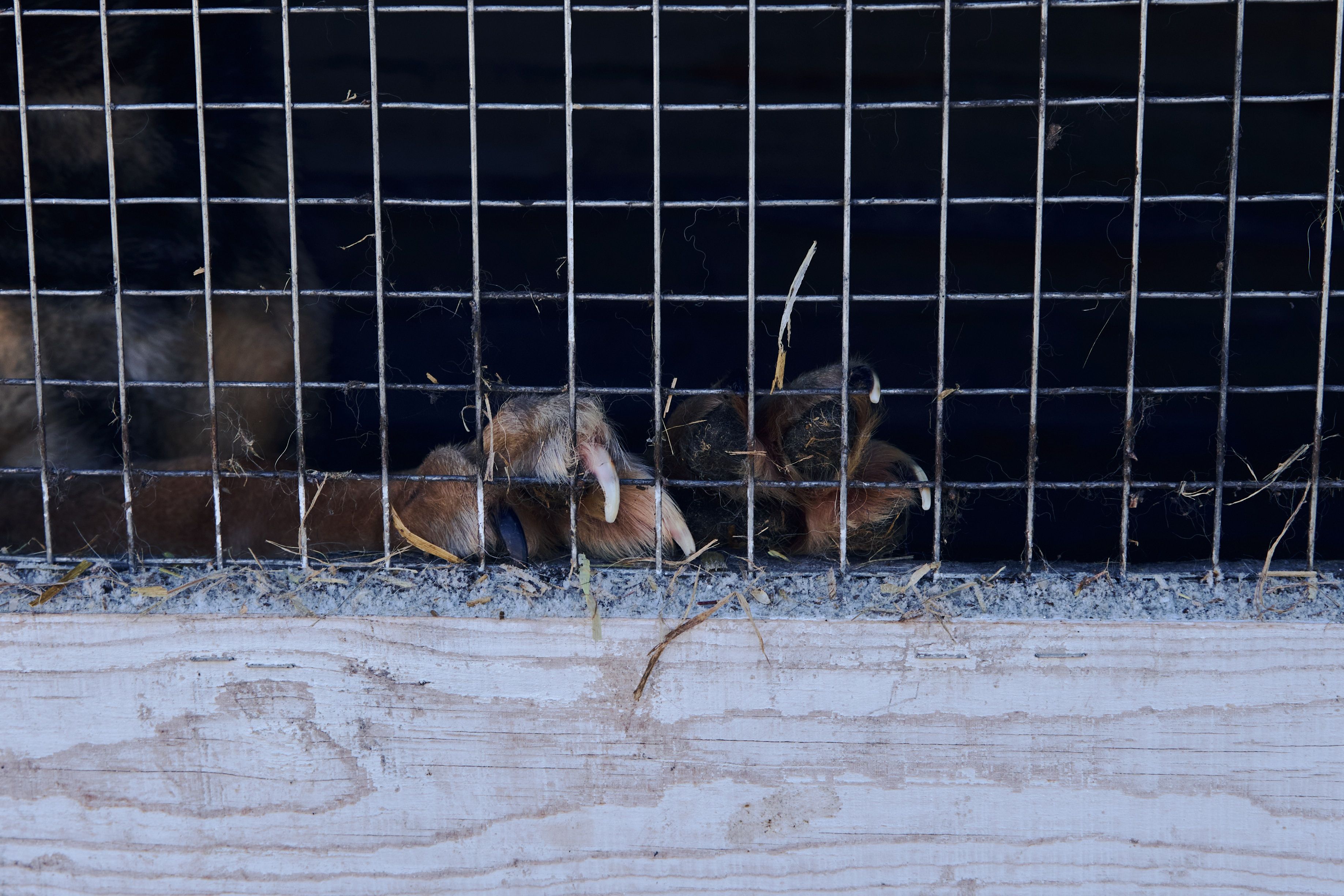 Изображение-image-cf6f8df3f4e9d44d76bf631b6a0a982cc9bdf326-3674x2449-jpg