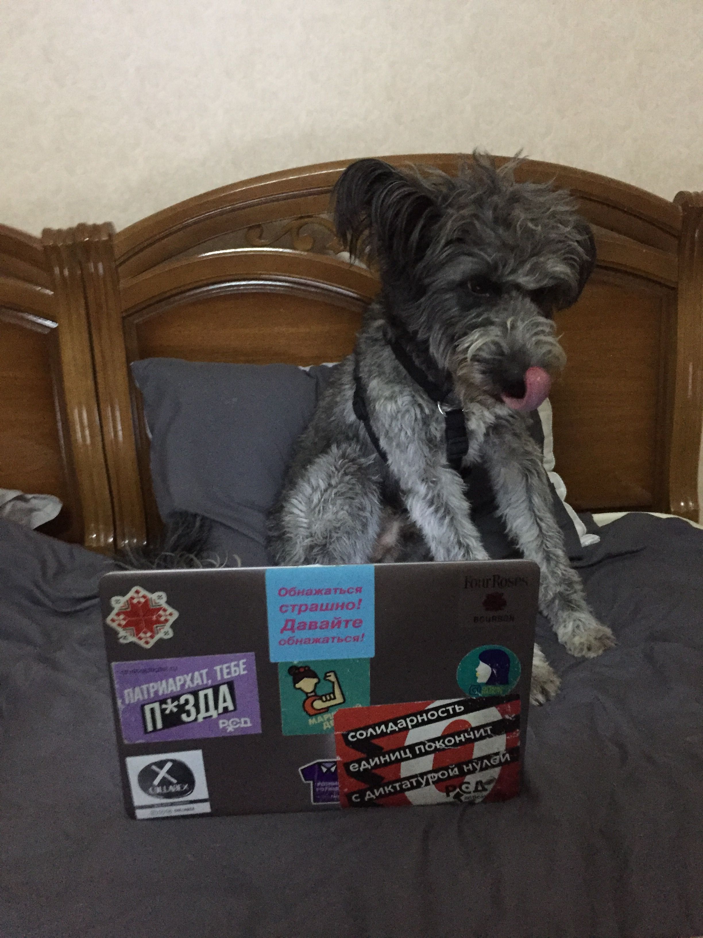 слива-аждарха