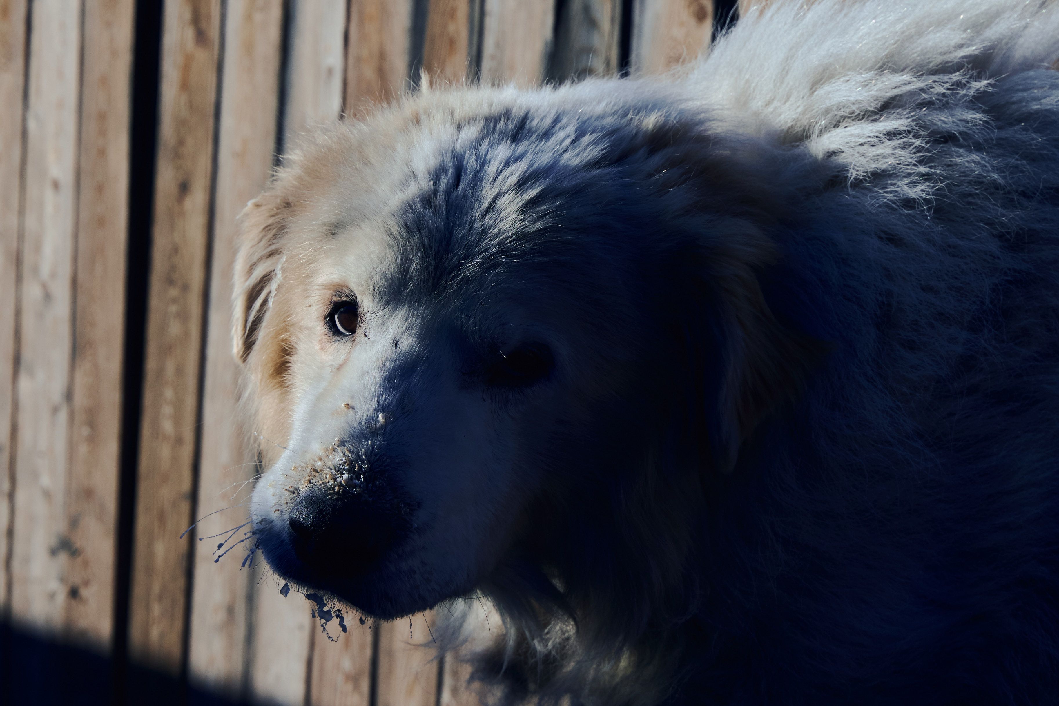 Изображение-image-deb129d5ea7b7ff12e5b0da0894739f5d1fa3472-3652x2435-jpg