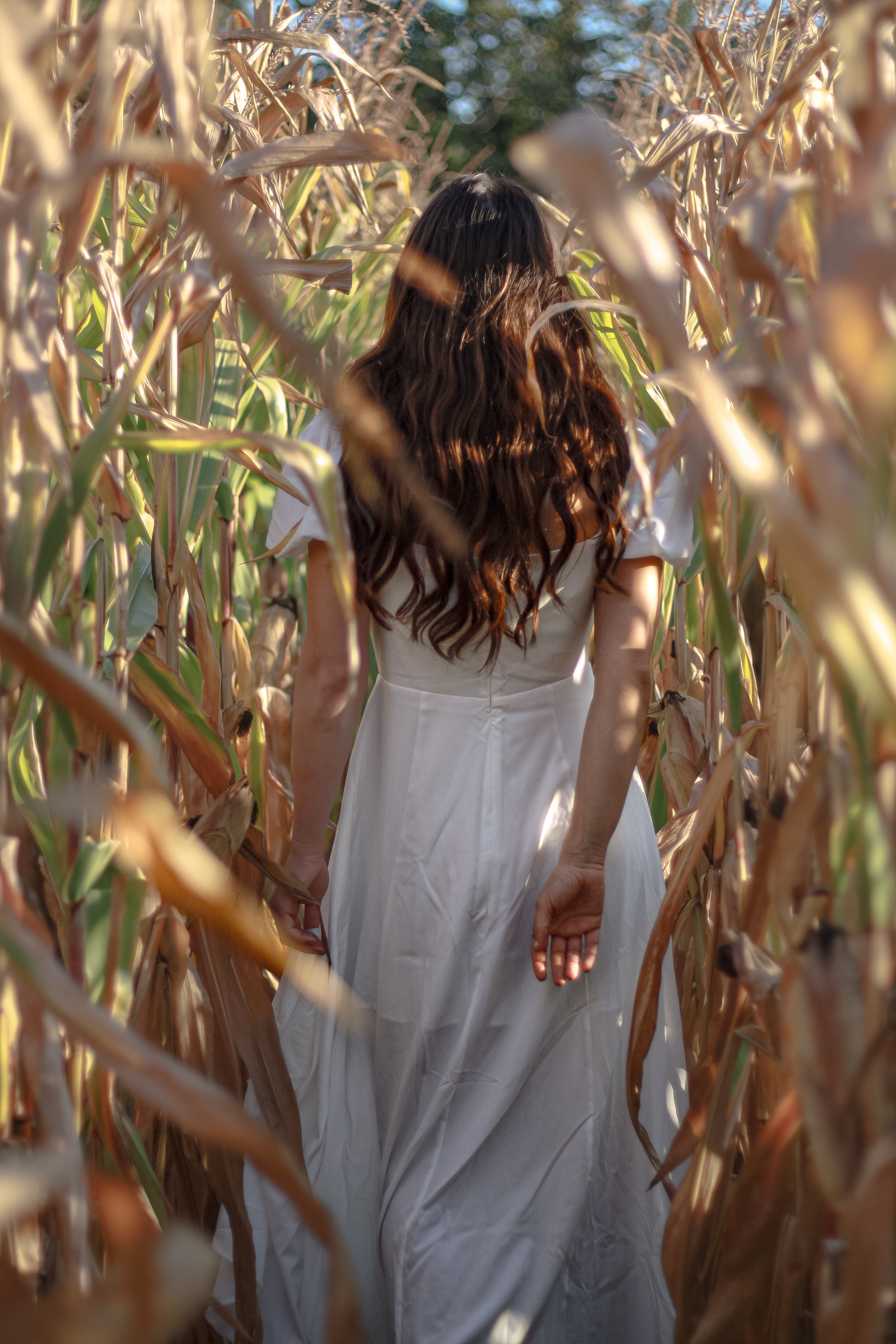 woman with long brown hair and long white dress walking through a corn field with her arm behind her back - Portrait photography