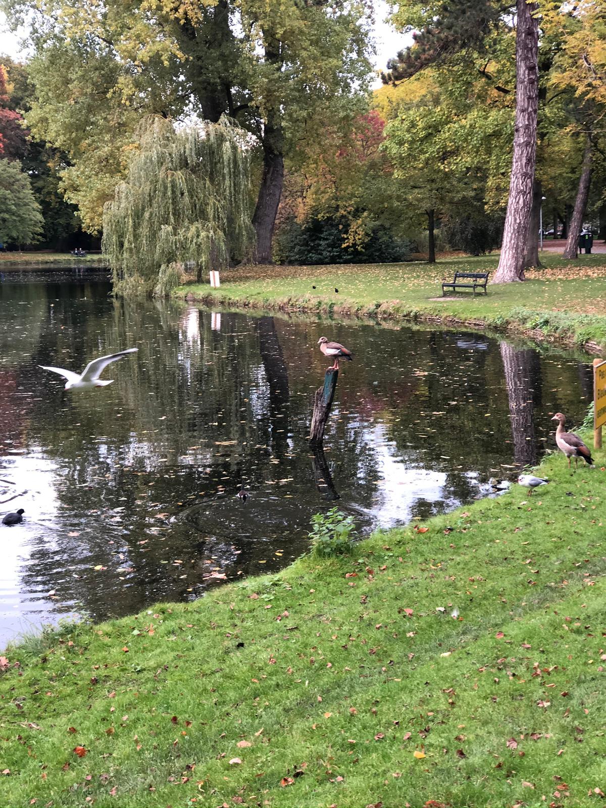 afbeelding-Nelleke talks about; Het Wilhelminapark (Utrecht East)