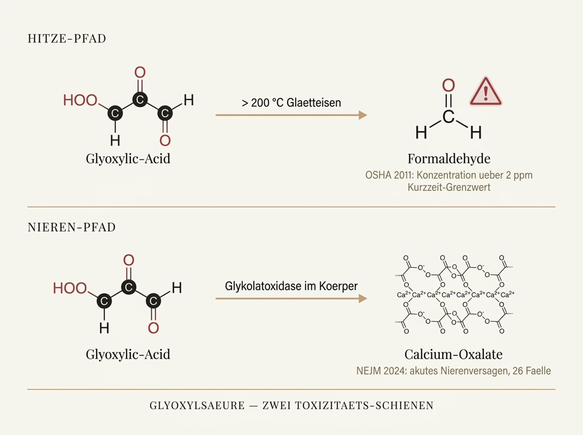 Wissenschaftliche Editorial-Infografik des Glyoxylsäure-Reaktionsmechanismus: Hitze-induzierte Formaldehyd-Freisetzung und renaler Oxalat-Metabolismus in warmen Goldtoenen