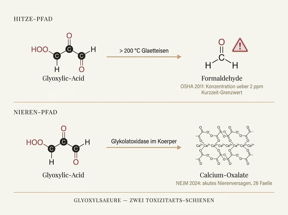 Wissenschaftliche Editorial-Infografik des Glyoxylsäure-Reaktionsmechanismus: Hitze-induzierte Formaldehyd-Freisetzung und renaler Oxalat-Metabolismus in warmen Goldtoenen